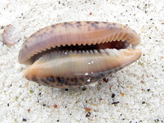 Pseudozonaria nigropunctata