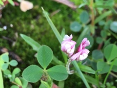 Trifolium amabile
