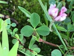 Trifolium amabile