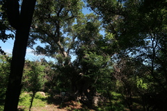 Ficus crocata