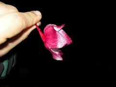 Drymonia conchocalyx