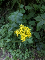 Packera sanguisorbae