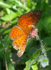Parvospila lucianus