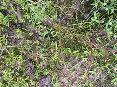 Piptochaetium fimbriatum