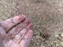 Oxytheca dendroidea dendroidea