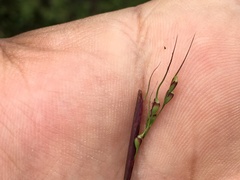 Piptochaetium fimbriatum