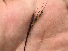 Piptochaetium fimbriatum