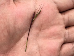 Piptochaetium fimbriatum