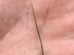 Piptochaetium fimbriatum