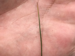 Piptochaetium fimbriatum