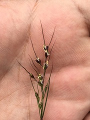 Piptochaetium fimbriatum