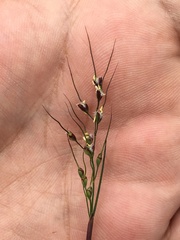 Piptochaetium fimbriatum