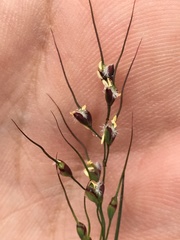 Piptochaetium fimbriatum