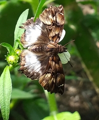 Noctuana lactifera