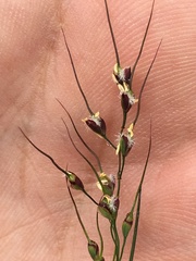 Piptochaetium fimbriatum