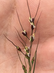 Piptochaetium fimbriatum