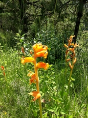 Dichromanthus aurantiacus