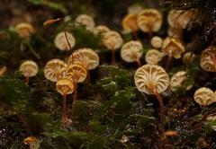 Xeromphalina leonina