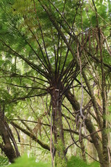 Cyathea cunninghamii