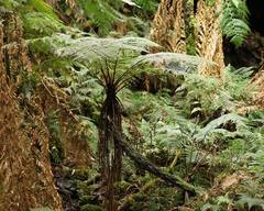 Cyathea cunninghamii