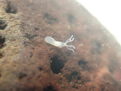 Hydridae