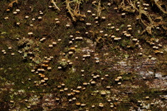 Xeromphalina leonina