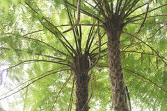 Cyathea cunninghamii