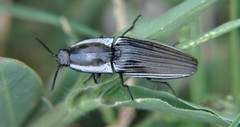 Chalcolepidius approximatus