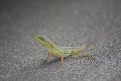 Anolis trinitatis