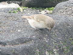 Certhidea fusca