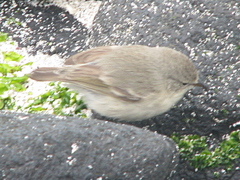 Certhidea fusca