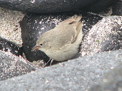 Certhidea fusca