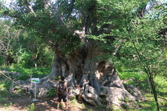 Ficus crocata