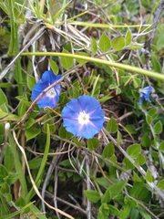 Evolvulus bogotensis