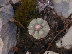 Lophophora williamsii