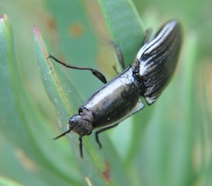 Chalcolepidius approximatus