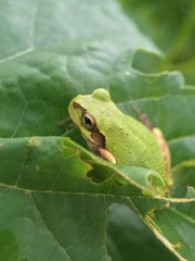 Hyla japonica