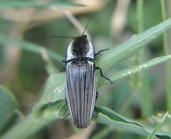 Chalcolepidius approximatus