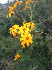 Tagetes zypaquirensis