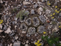 Ariocarpus retusus retusus