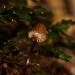 Mycena mamaku