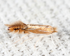 Phyllonorycter basistrigella