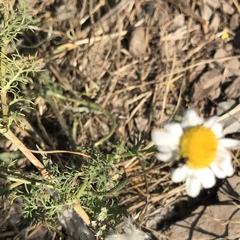 Matricaria