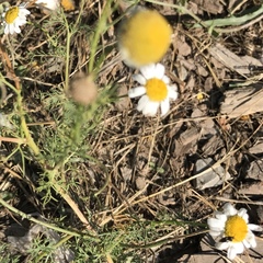 Matricaria