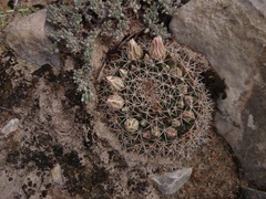 Mammillaria meiacantha