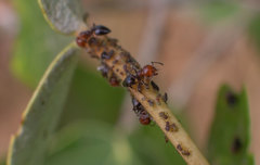 Crematogaster scutellaris
