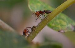 Crematogaster scutellaris