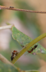 Crematogaster scutellaris