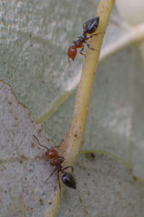 Crematogaster scutellaris