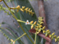 Catopsis sessiliflora